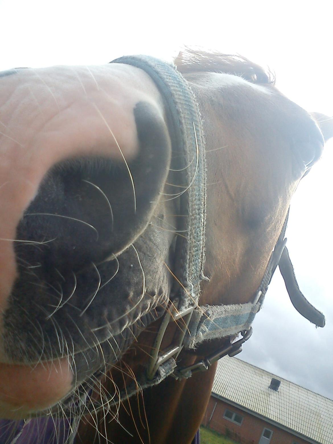 Hollandsk Sportspony zoe v.d. noarderein billede 3