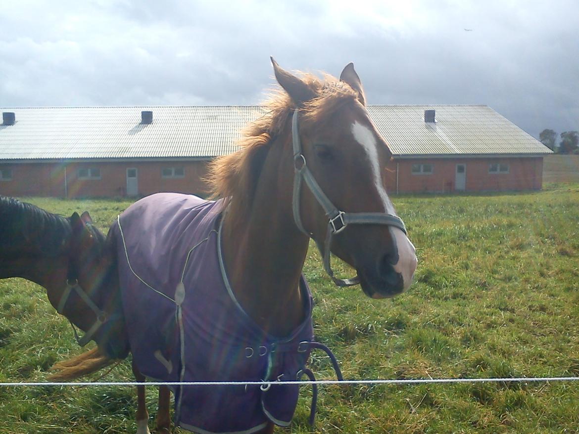 Hollandsk Sportspony zoe v.d. noarderein billede 4