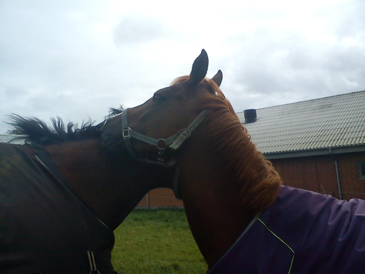 Hollandsk Sportspony zoe v.d. noarderein - jeg tro det klør lidt :P billede 5