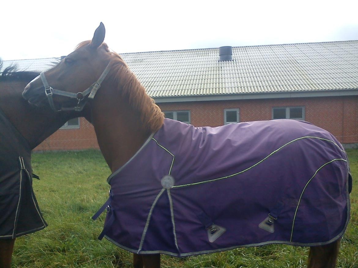 Hollandsk Sportspony zoe v.d. noarderein billede 6