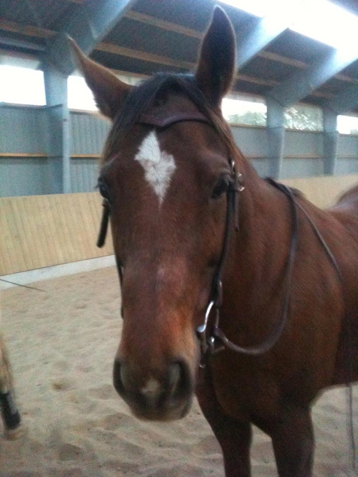 Paint Gambler's Harlequin billede 1