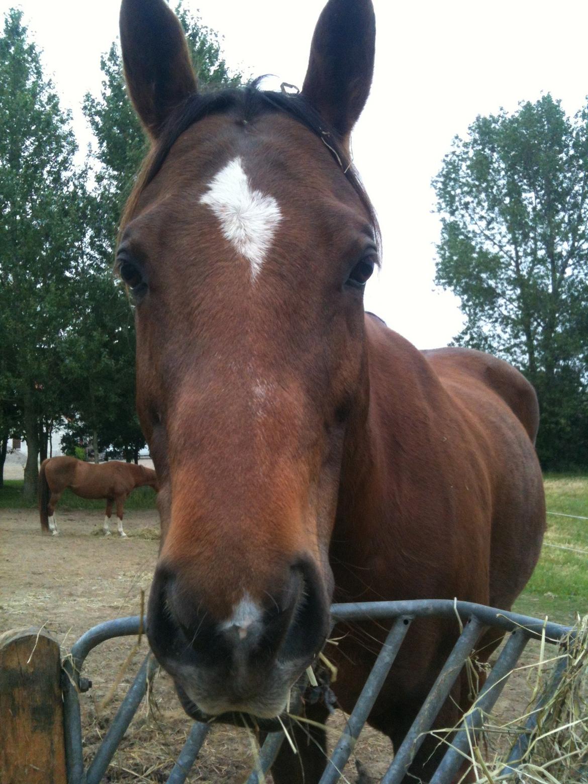 Paint Gambler's Harlequin billede 5