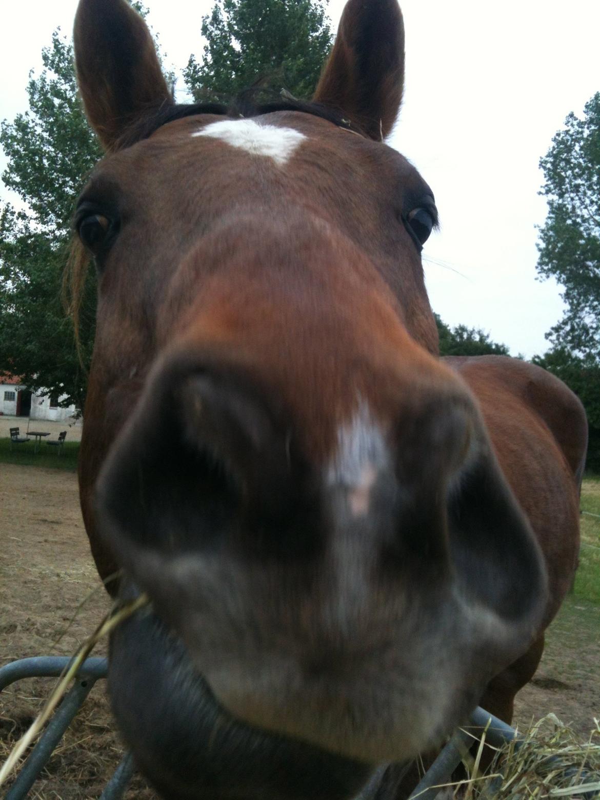 Paint Gambler's Harlequin billede 6