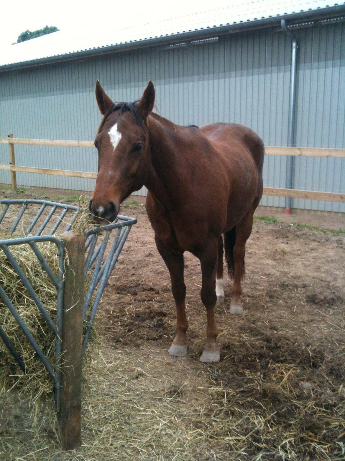 Paint Gambler's Harlequin billede 7