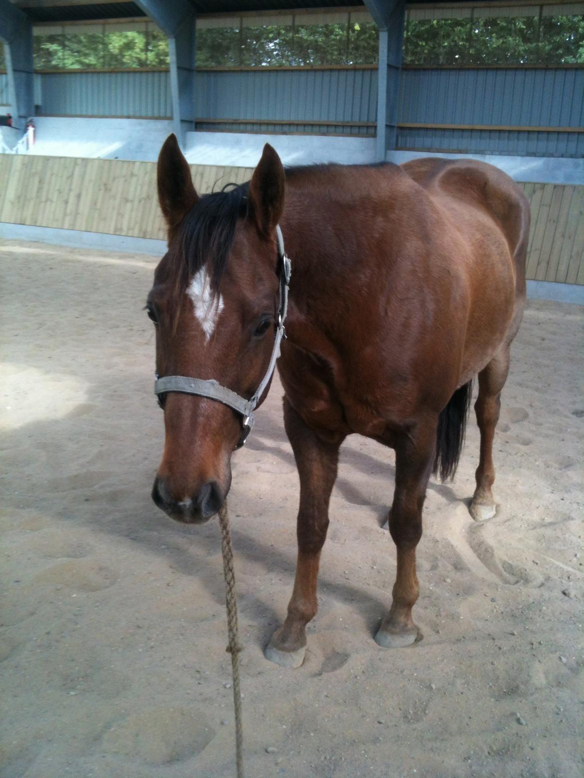 Paint Gambler's Harlequin billede 8