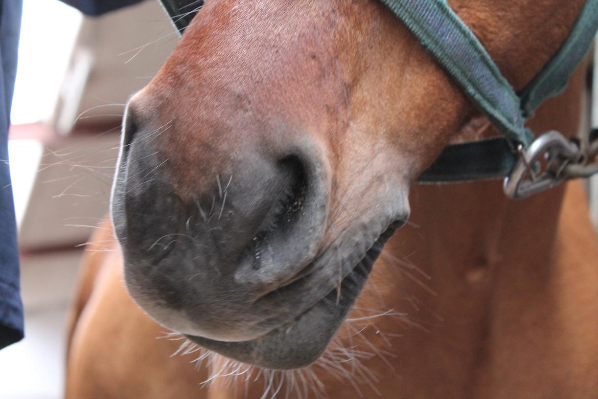 Anden særlig race Ærøs Kari [rider] - hendes flotte og bløde mule <3 billede 4