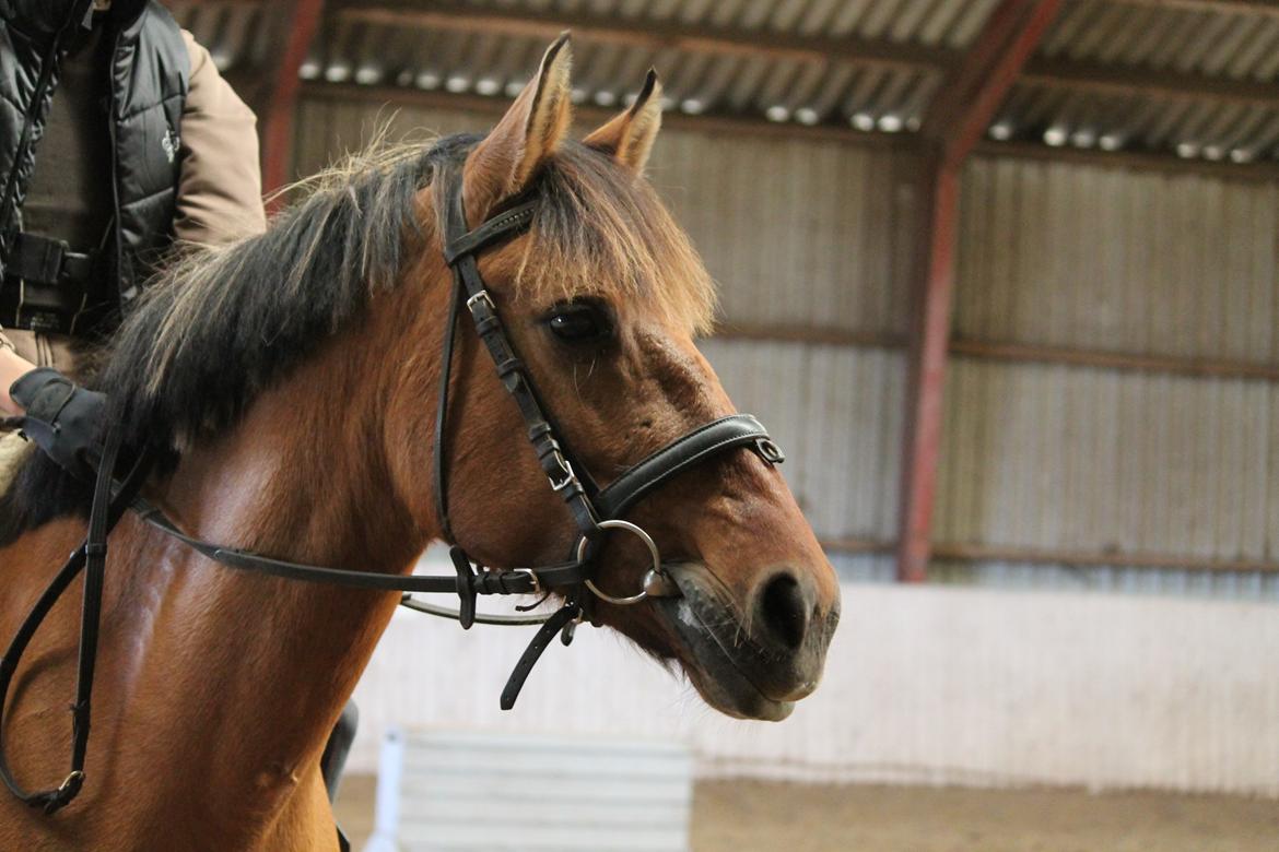 Anden særlig race Ærøs Kari [rider] - verdens smukkeste hest! billede 5