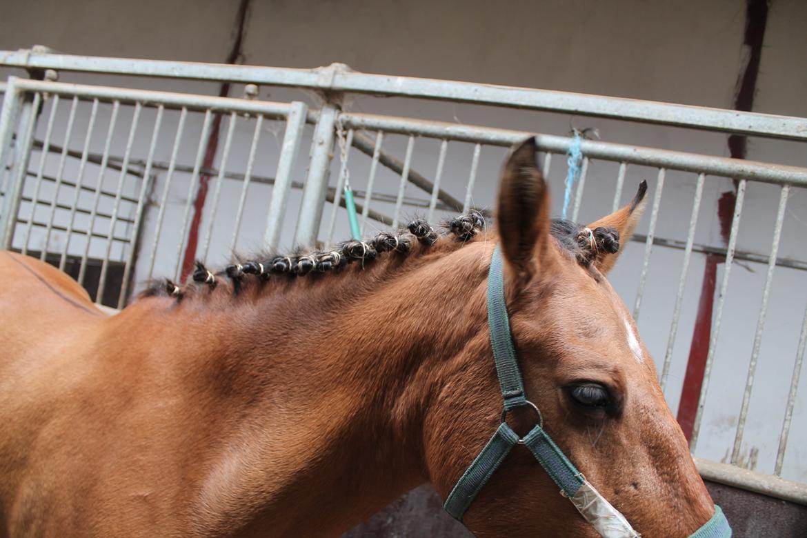 Anden særlig race Ærøs Kari [rider] - så er hun flettet og klar. virkelig en smuk hals hun har! billede 8