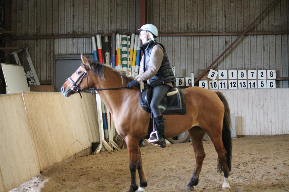 Anden særlig race Ærøs Kari [rider] - så står man lige og er lidt bange for blæsten. billede 10