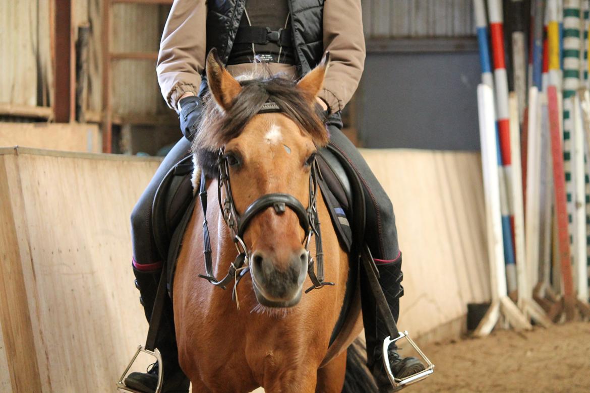 Anden særlig race Ærøs Kari [rider] - tak fordi du kiggede med! smid en kommentar og bedømmelse <3 billede 18