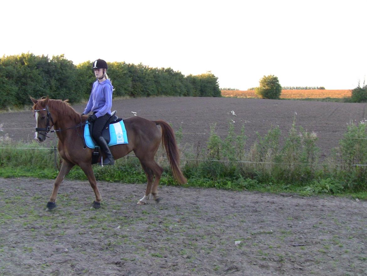 Hollandsk Sportspony zoe v.d. noarderein - 6 uger sammen billede 7