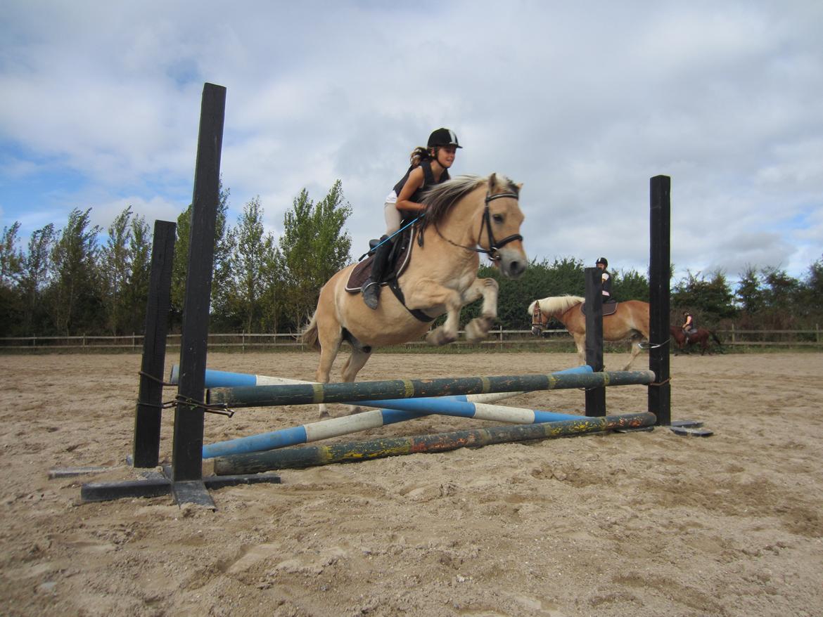 Fjordhest Tjalfe billede 18