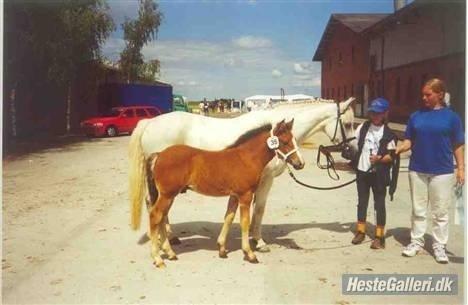 New Forest Lundemarksgårds Hero - Hero som føl. <33 billede 2