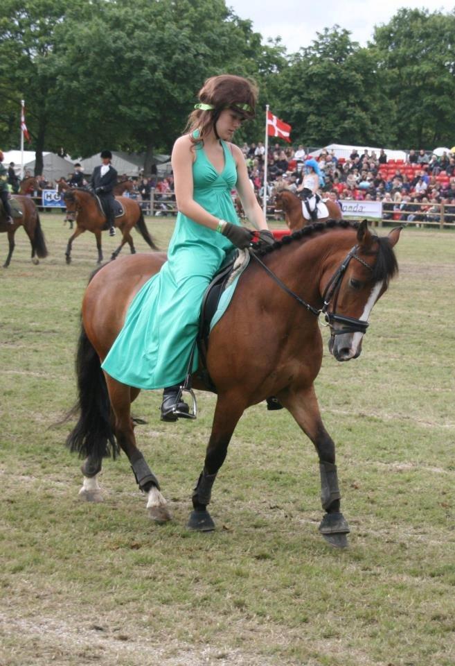 New Forest Lundemarksgårds Hero - Frida og Hero til Roskilde Dyreskue 2012
James Bond show. <33 billede 3