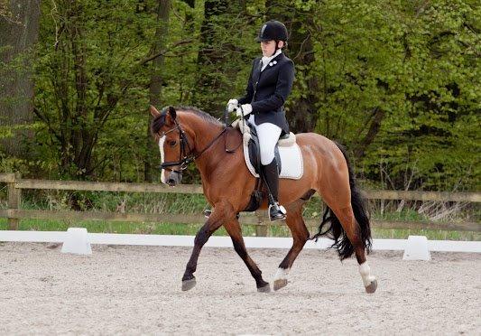 New Forest Lundemarksgårds Hero - Frida og Hero til MSR C-stævne 2012. <33 billede 4