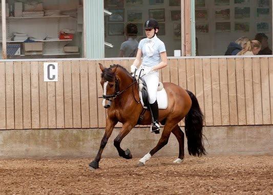 New Forest Lundemarksgårds Hero - Opvarmning til MSR C-stævne 2012.  billede 5