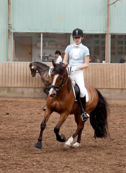 New Forest Lundemarksgårds Hero - Igen noget opvarmning. <33 billede 6