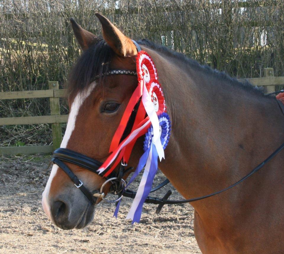 New Forest Lundemarksgårds Hero - MSR D-stævne marts 2012
LA1 m. Frida til 68,3 % og første plads
LA4 m. Frida til 65,6 % og anden plads
LB3 m. Sigrid til 65,7 % og en første plads. <33 billede 7