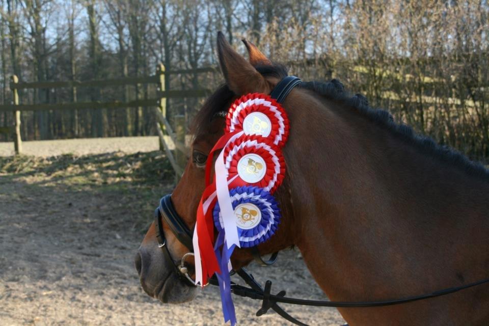 New Forest Lundemarksgårds Hero - MSR D-stævne marts 2012
LA1 m. Frida til 68,3 % og første plads
LA4 m. Frida til 65,6 % og anden plads
LB3 m. Sigrid til 65,7 % og en første plads. <33 billede 8