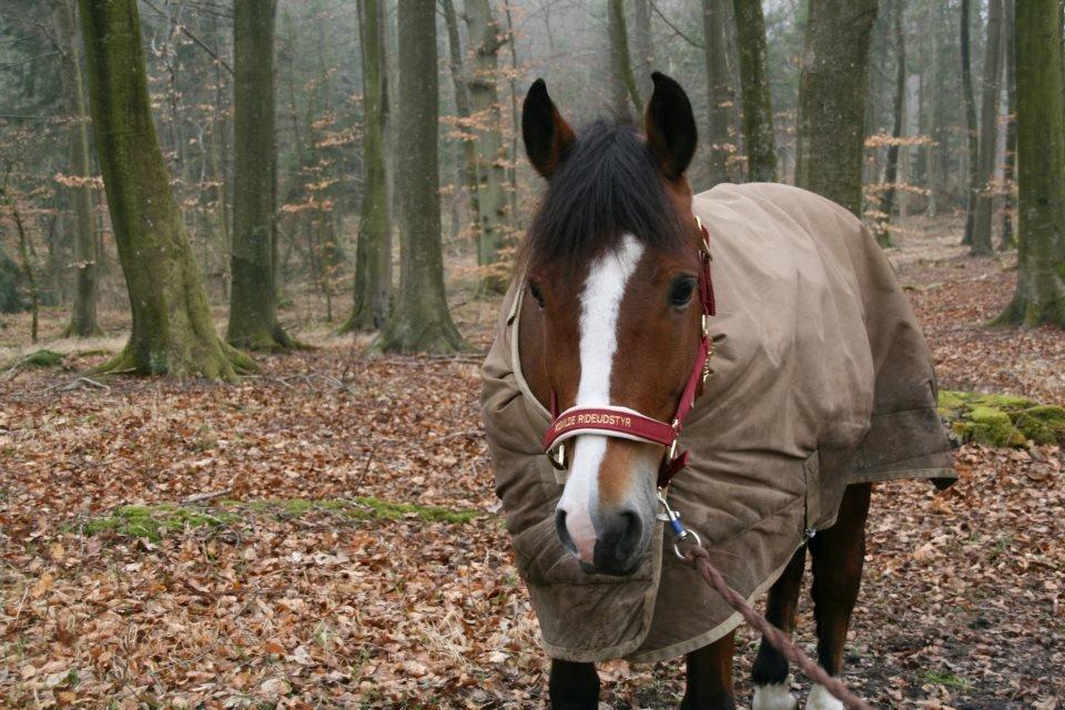 New Forest Lundemarksgårds Hero - 24/03-2012 Jonstrupgården. <33 billede 9