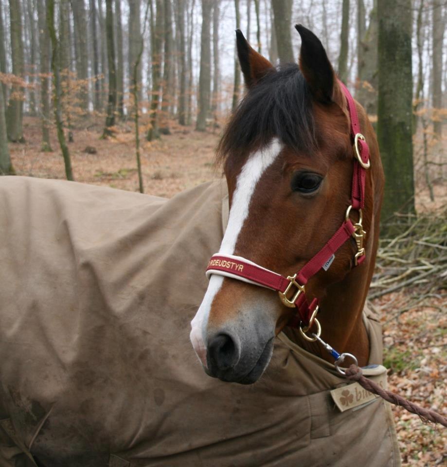 New Forest Lundemarksgårds Hero - 24/03-2012 Jonstrupgården. <33 billede 10