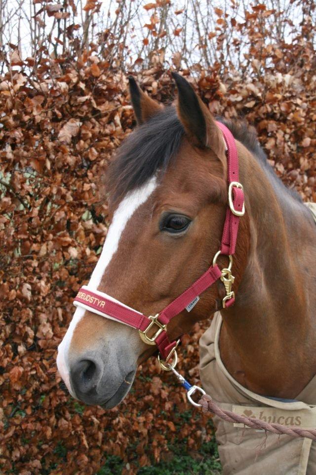 New Forest Lundemarksgårds Hero - 24/03-2012 Jonstrupgården. <33 billede 11