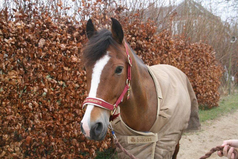 New Forest Lundemarksgårds Hero - 24/03-2012 Jonstrupgården. <33 billede 12