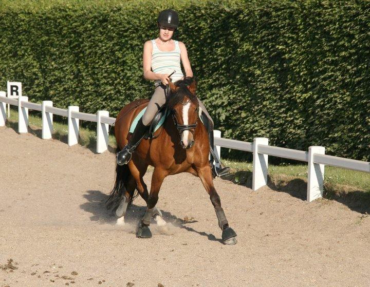 New Forest Lundemarksgårds Hero - Frida og Hero. x)
Træning sommer 2010. <33 billede 14