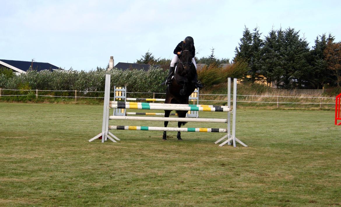 Dansk Varmblod Libaks Gemini aka. Gemse billede 19