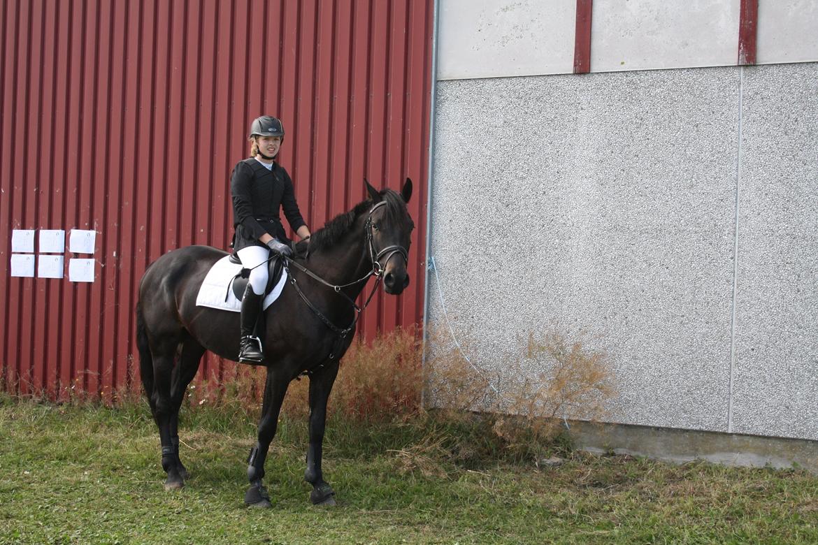 Dansk Varmblod Libaks Gemini aka. Gemse billede 20