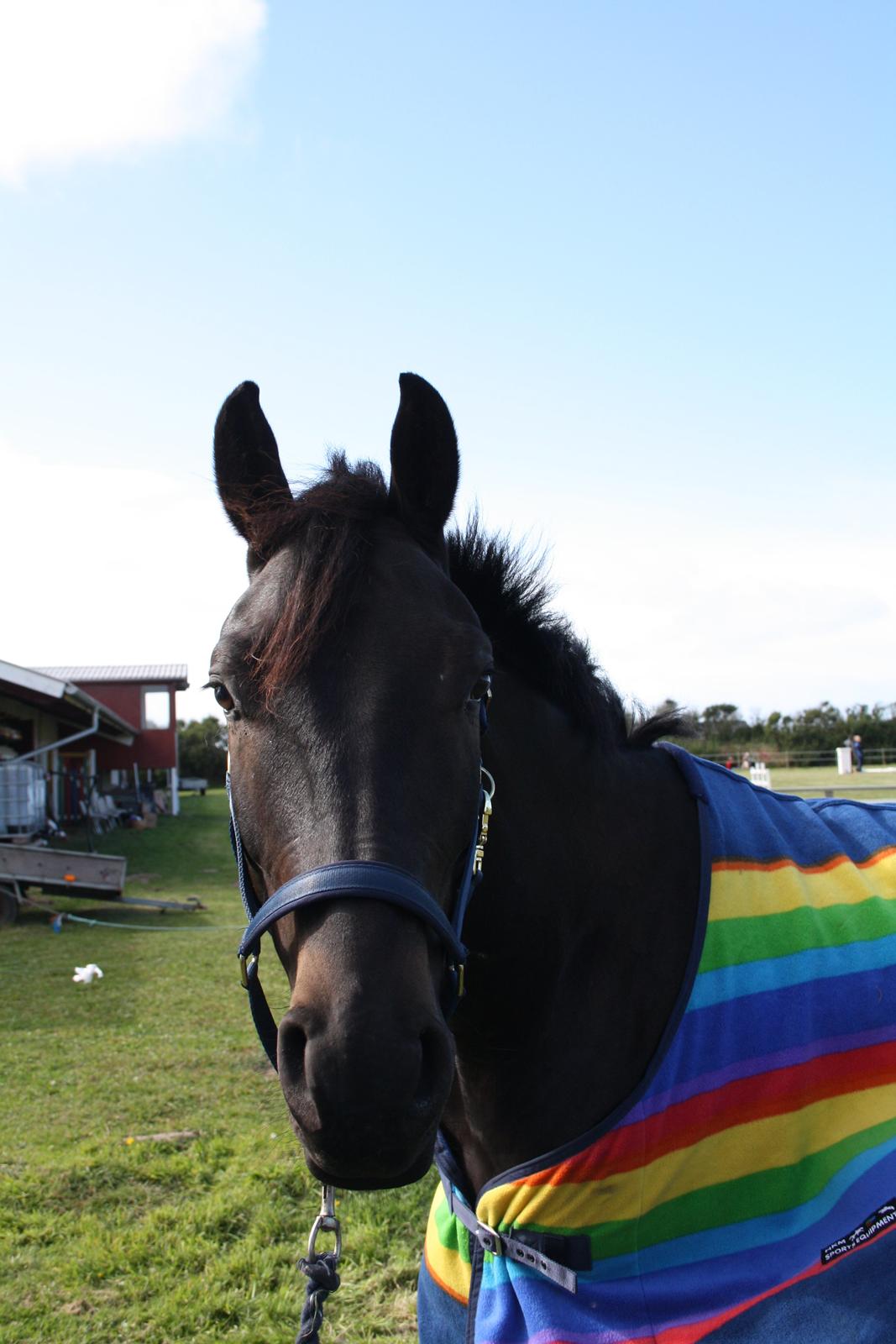 Dansk Varmblod Libaks Gemini aka. Gemse billede 1