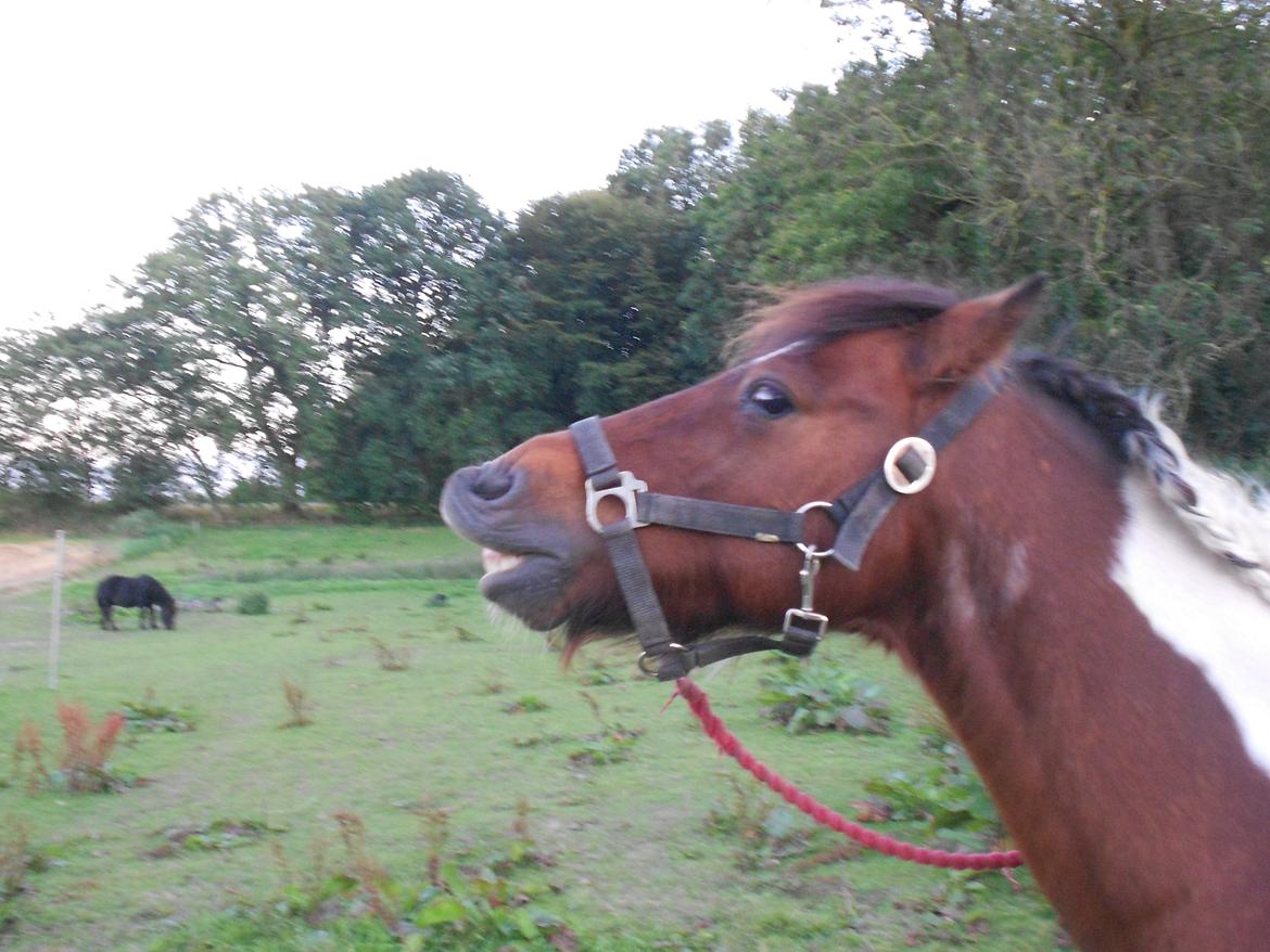 Pinto Mosegårdens Eddieson Fox (Baby) - Smilier på komando! :-D  billede 6