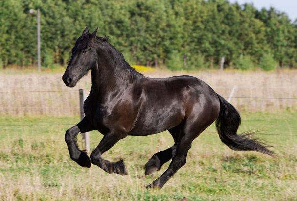 Frieser Twan (solgt) billede 1