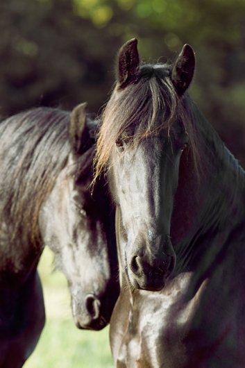 Frieser Twan (solgt) billede 3