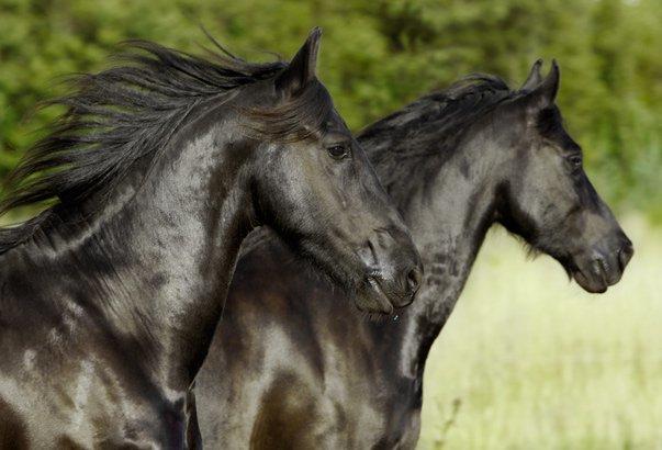 Frieser Twan (solgt) billede 5