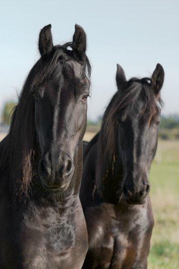 Frieser Twan (solgt) billede 15