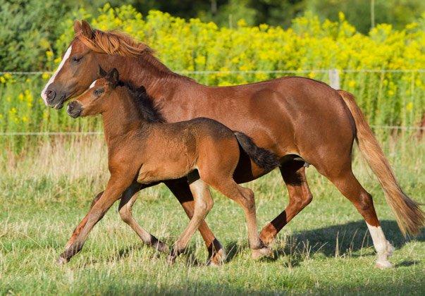 Welsh Cob (sec D) Flora <<3 billede 9