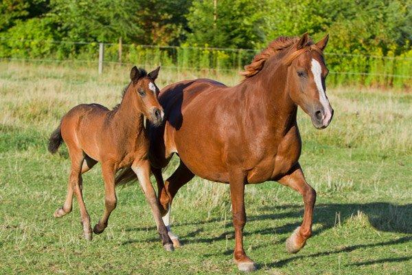 Welsh Cob (sec D) Flora <<3 billede 5