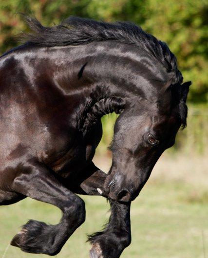 Frieser Simon fan nykro billede 2