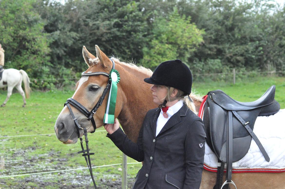 Haflinger My Fair Lady.SAVNET ;( - stævne i bording. vores første stævne og sløjfe billede 12