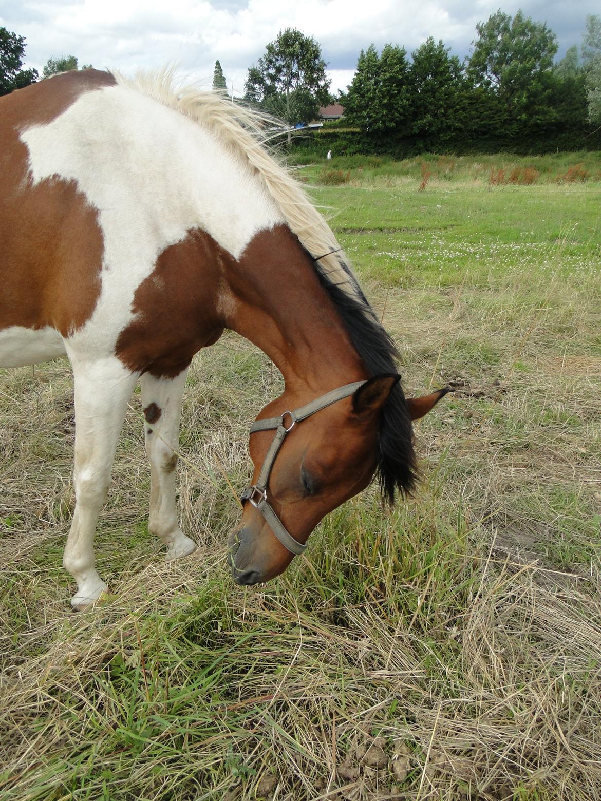 Hollandsk Sportspony Elmelunds Dalton billede 12