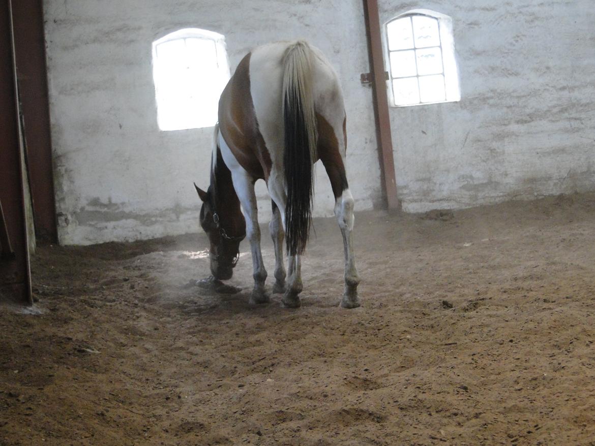 Hollandsk Sportspony Elmelunds Dalton billede 15