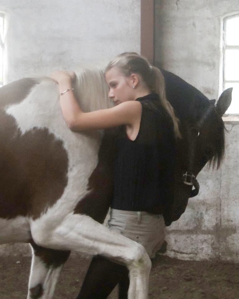 Hollandsk Sportspony Elmelunds Dalton billede 1