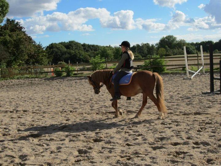 Welsh Mountain (sec A) Tarzan <3 billede 6