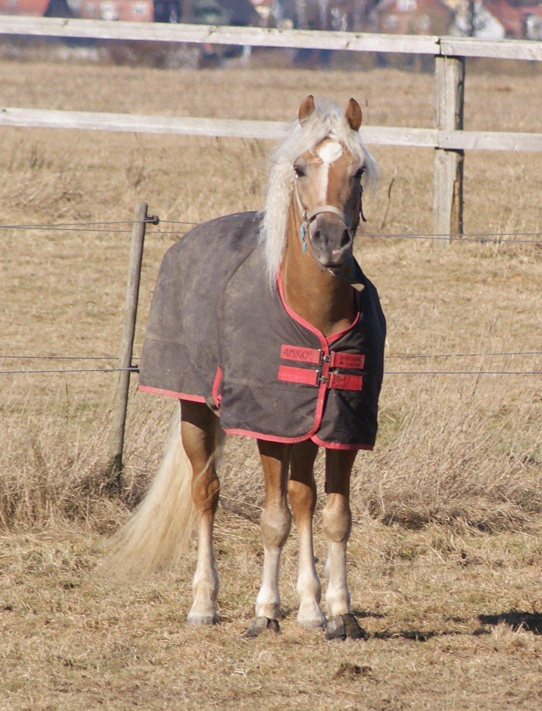 Haflinger STACHUS - Min skønne pony mand! :D billede 5
