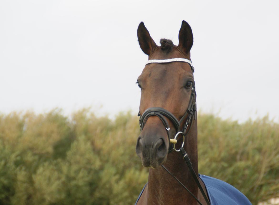 Dansk Varmblod Nitouche af sulsted billede 4