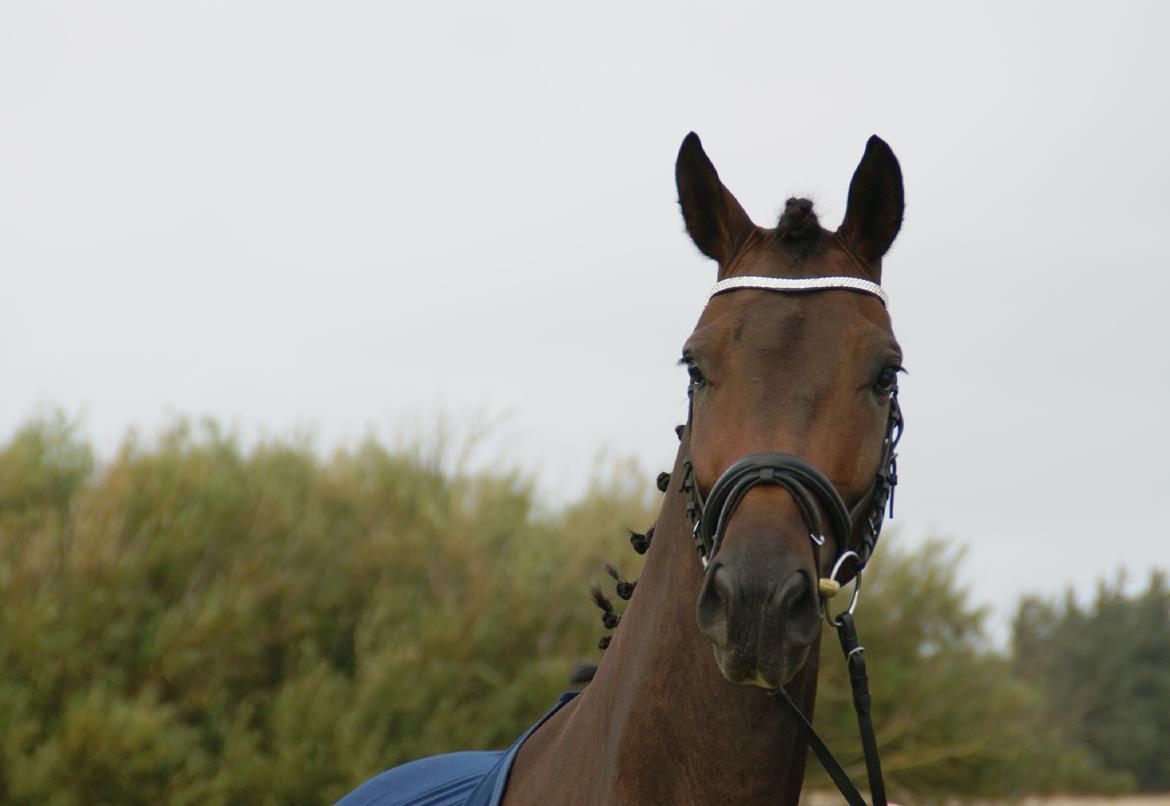 Dansk Varmblod Nitouche af sulsted billede 1