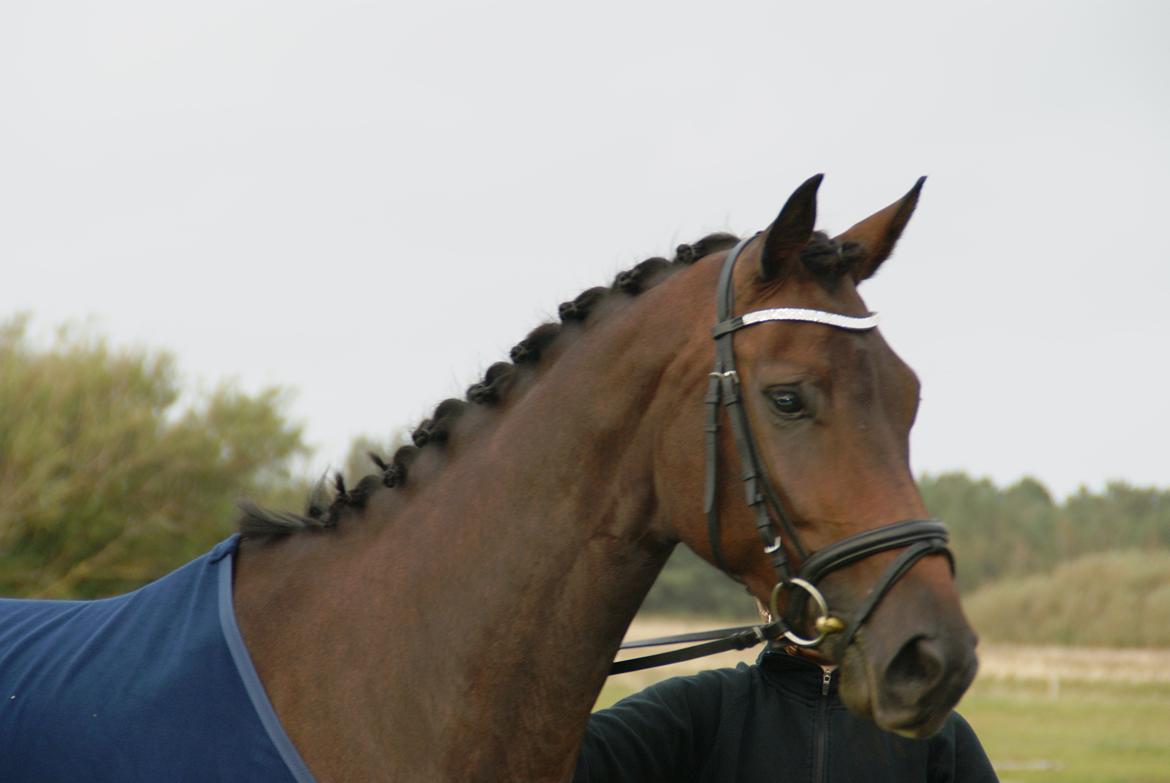 Dansk Varmblod Nitouche af sulsted billede 5