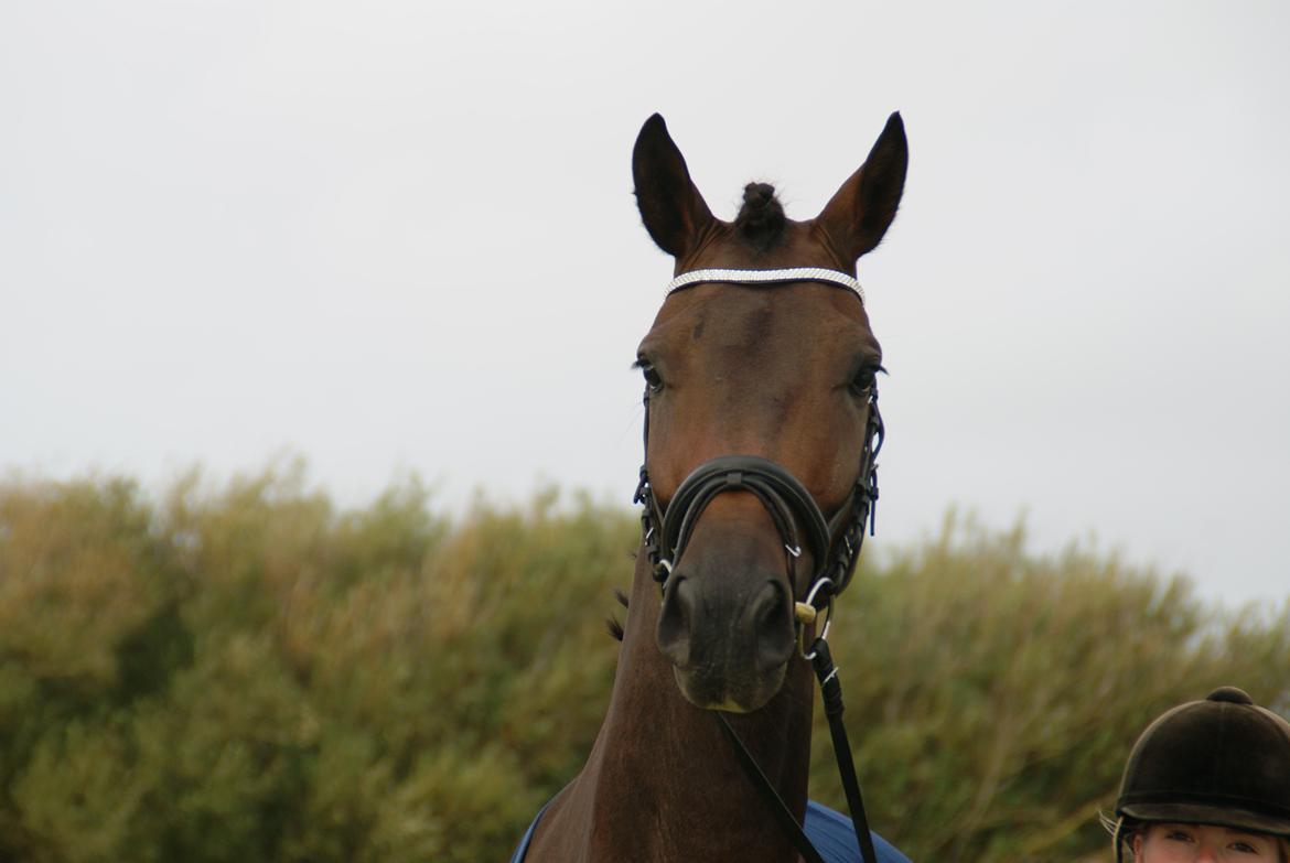 Dansk Varmblod Nitouche af sulsted billede 6
