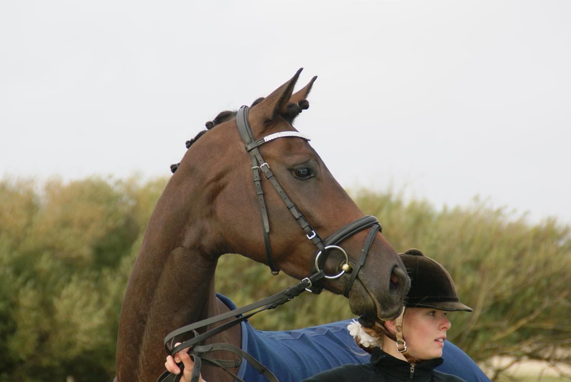 Dansk Varmblod Nitouche af sulsted billede 3